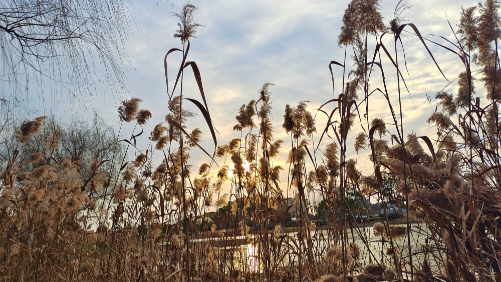 美丽吉安：夕阳下的芦苇风光