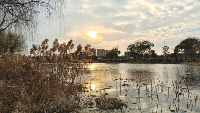 美丽吉安：夕阳下的芦苇风光