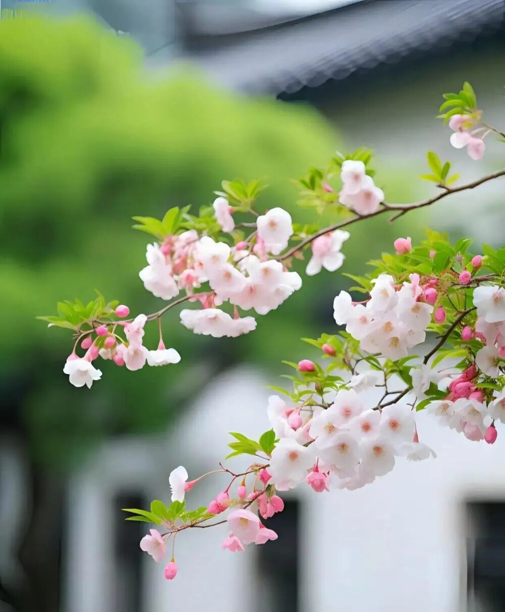 云片飞飞，花枝朵朵。光阴且向闲中过。