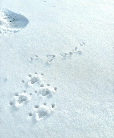 冬季恋歌/雪地背景图