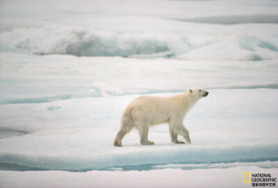 《路在何方》
在北冰洋，一只北极熊（Ursus maritimus）正在浮冰上行走。摄影：Otis Imboden