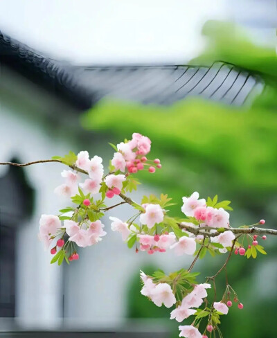 云片飞飞，花枝朵朵。光阴且向闲中过。