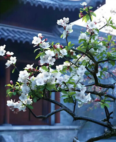 云片飞飞，花枝朵朵。光阴且向闲中过。