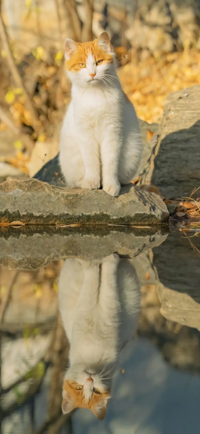 可爱橘猫