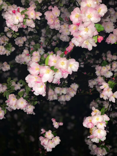 微雨夜海棠