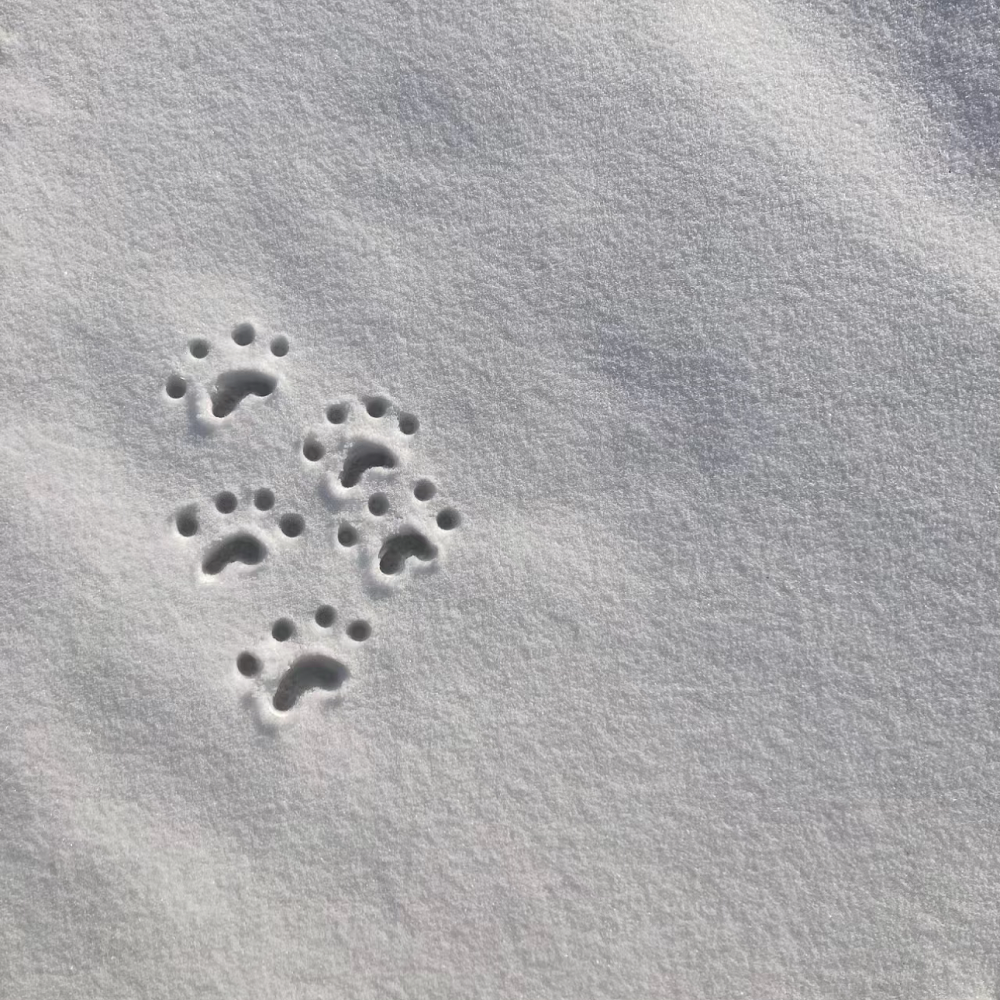 冬季恋歌/雪地背景图