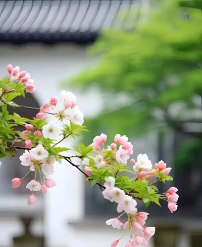 云片飞飞，花枝朵朵。光阴且向闲中过。