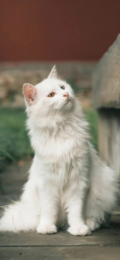 猫咪壁纸