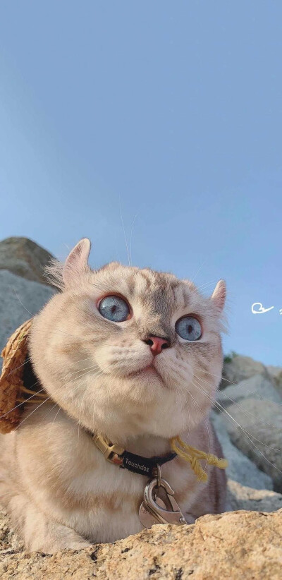 猫咪壁纸