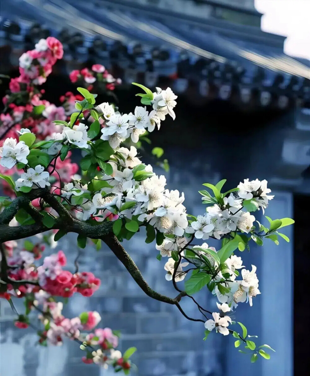 云片飞飞，花枝朵朵。光阴且向闲中过。