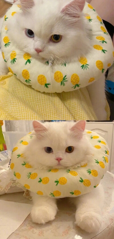 猫咪壁纸