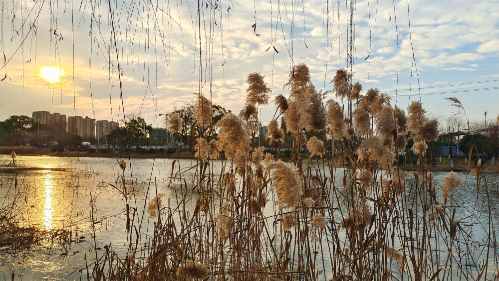 美丽吉安：夕阳下的芦苇风光