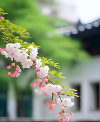 云片飞飞，花枝朵朵。光阴且向闲中过。