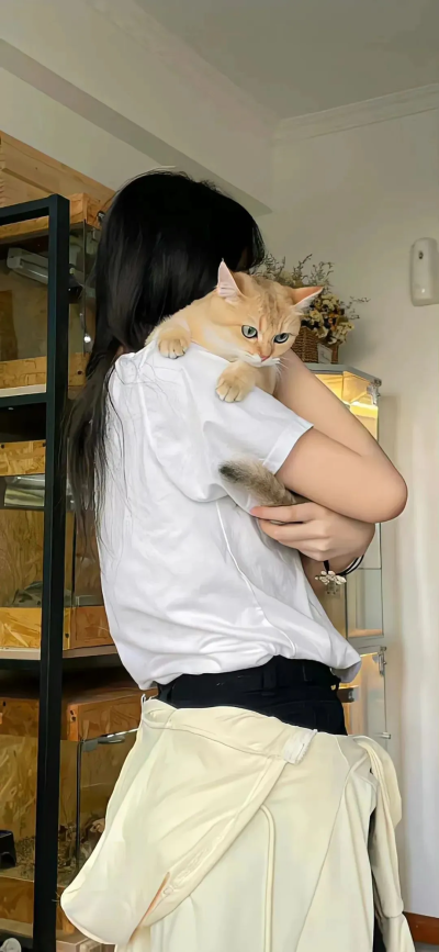 美女和猫猫狗狗手机壁纸图片