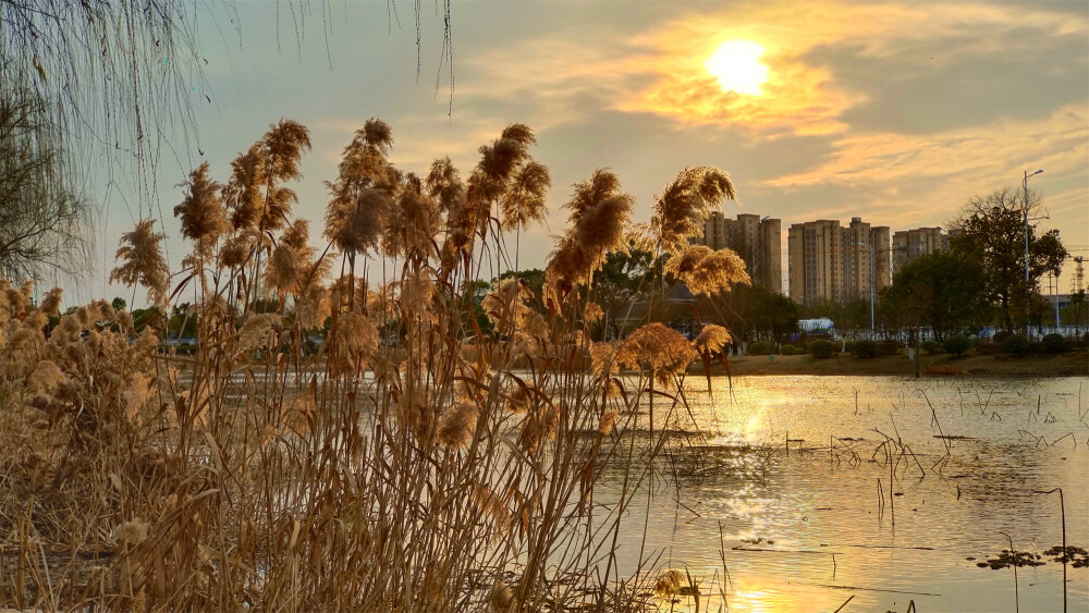 美丽吉安：夕阳下的芦苇风光