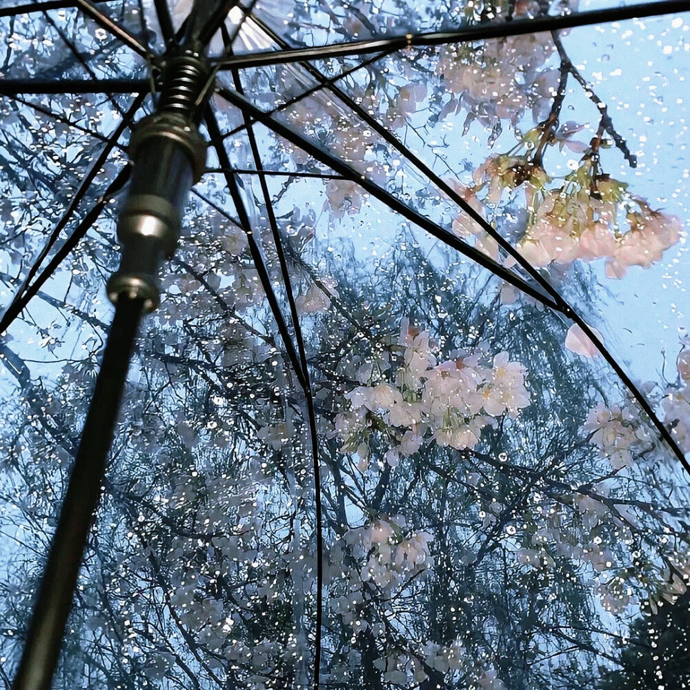 被雨满身侵湿，身体要沉入海峡才能听到心跳
(我黎湾姐又来宠我了)