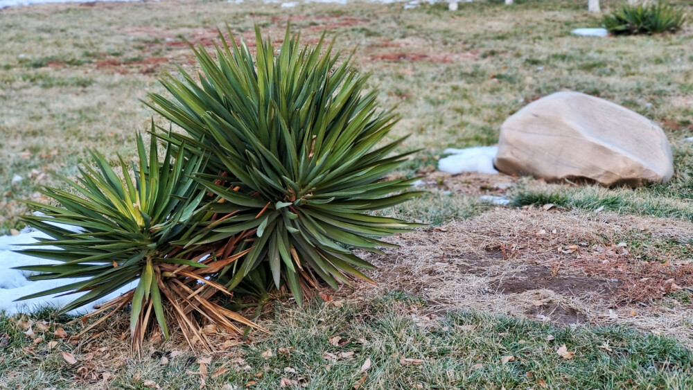 植物剑麻与石头，奇妙的共生之旅。在自然的世界里，每个生命都有其独特的生存之道。这不，两棵剑麻与一块石头，演绎了一场无声的共生大戏。想象一下，在广袤的大地上，一块石头静静地躺着。它庞大而坚硬，似乎对周围的一切都无动于衷。然而，就在这块石头的一角，两棵剑麻倔强地生存，展示出生命的顽强与不屈。剑麻紧紧地抓住每一寸土地，与石头形成鲜明的对比。剑麻却充满了生机，与冷硬的石头形成了奇妙的和谐。这个画面让我思考了许多。生活中，我们常常会遇到各种各样的困难和挑战，但只要我们有坚定的信念和决心，像剑麻一样，到啦季节就能绽放出最美的生命之花。