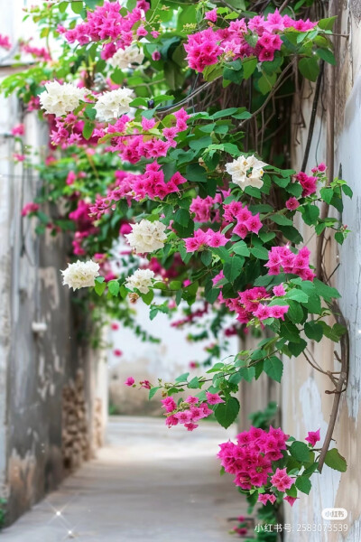 花草