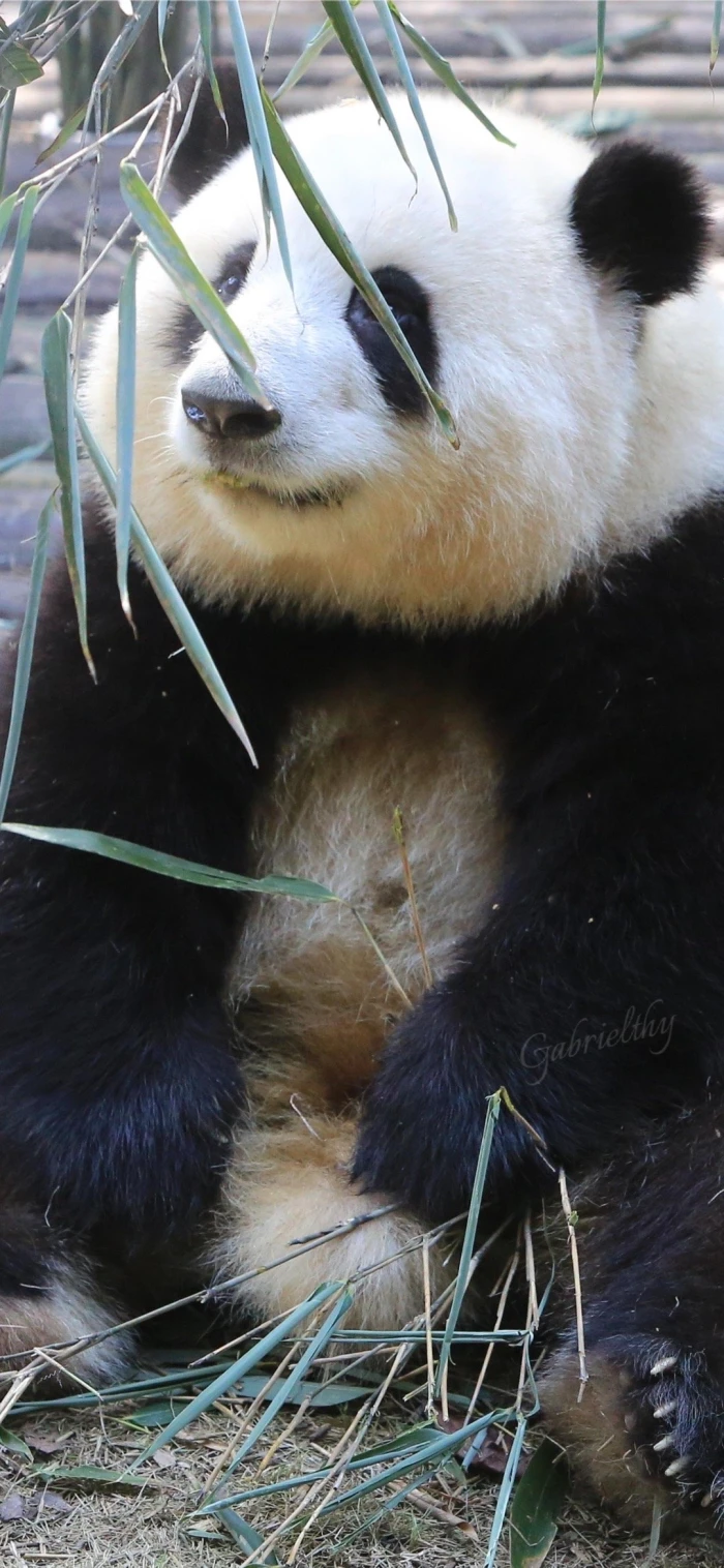 我的佛系少女大熊猫和花