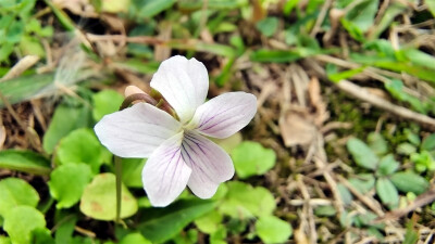 小花也可爱：“紫花地丁”欣赏