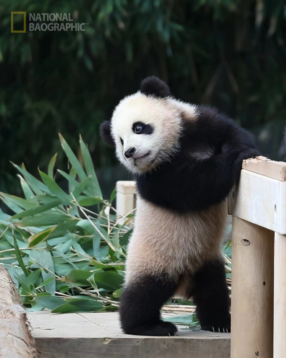 火山哥～莽小五