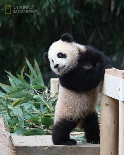 火山哥～莽小五