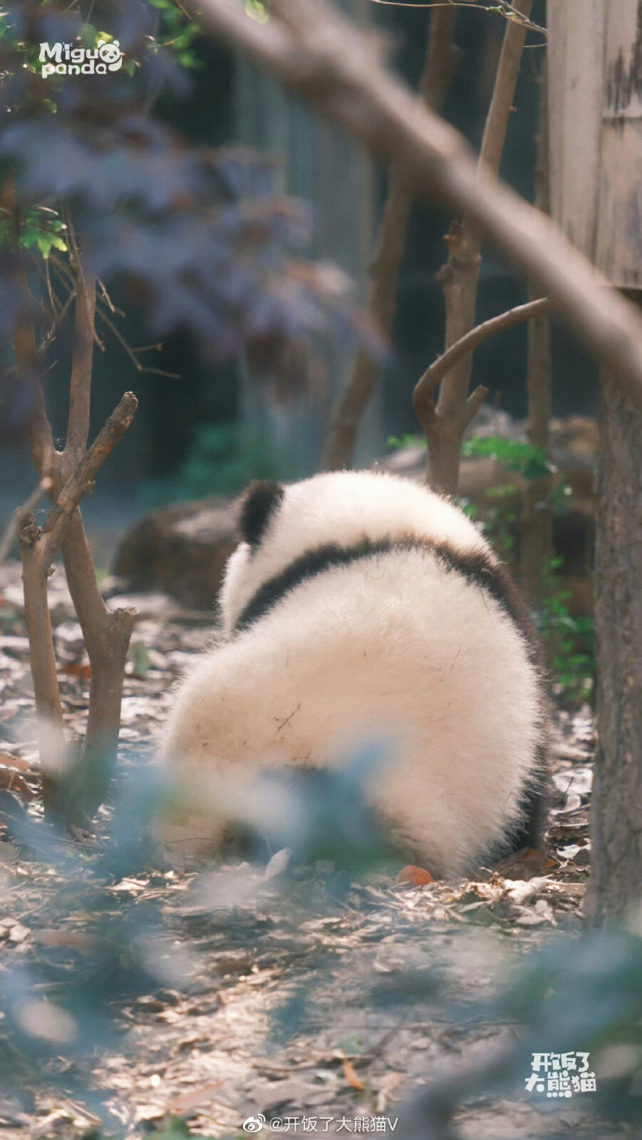 大熊猫花花