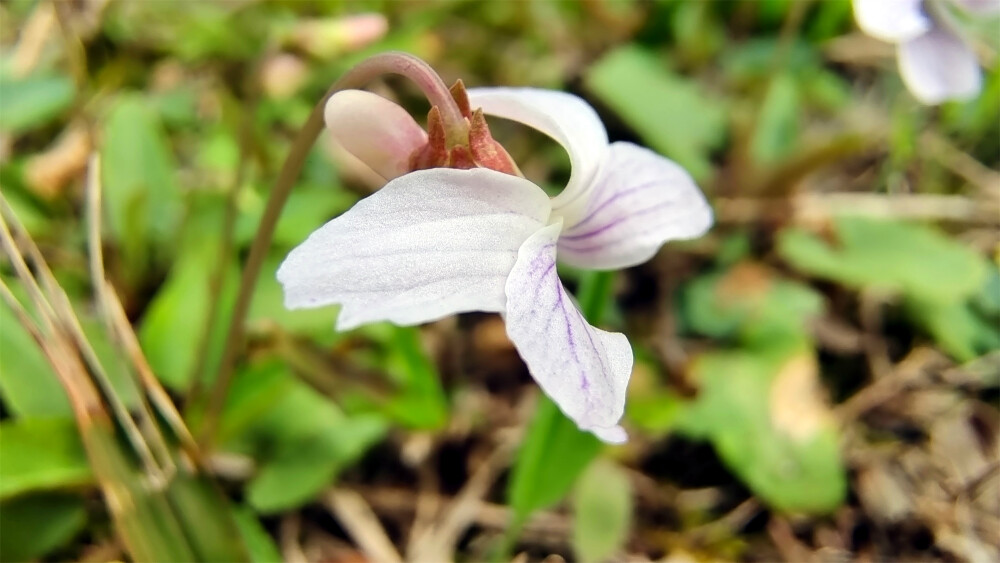 小花也可爱：“紫花地丁”欣赏