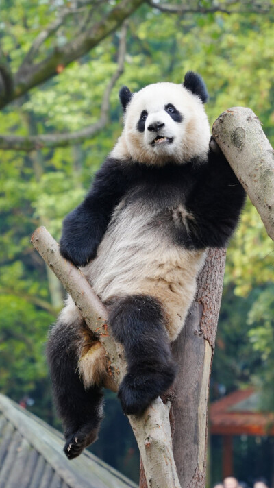 大熊猫