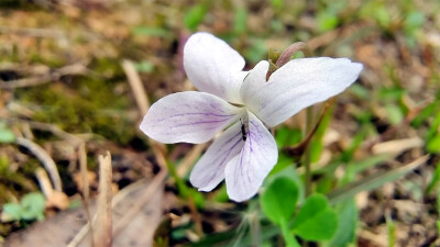 小花也可爱：“紫花地丁”欣赏