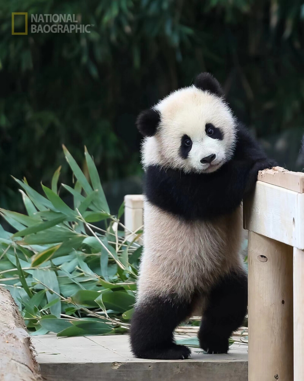 火山哥～莽小五