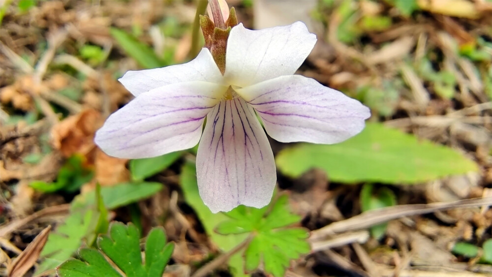 小花也可爱：“紫花地丁”欣赏