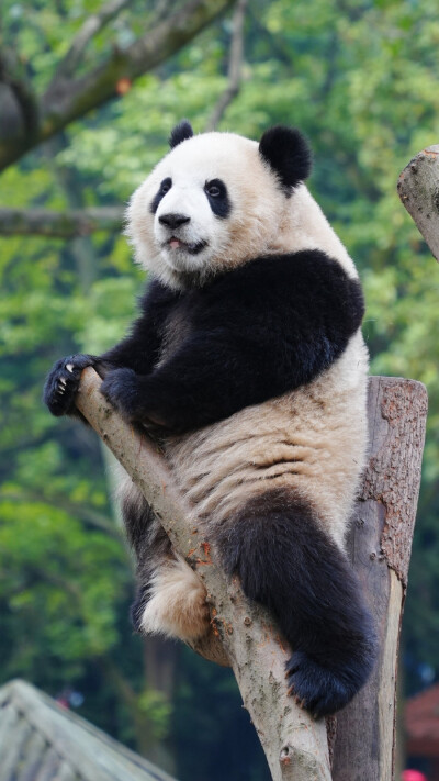 大熊猫