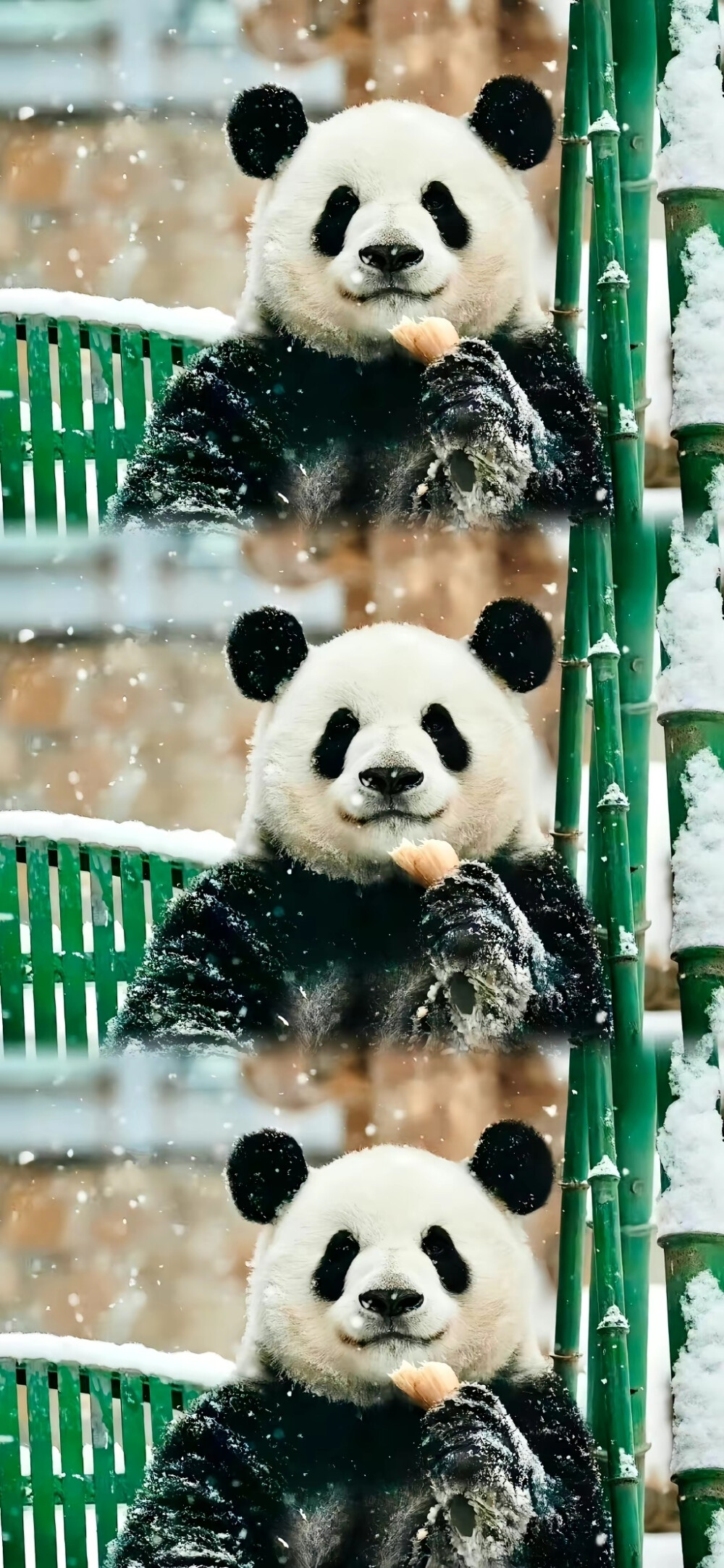 大熊猫壁纸