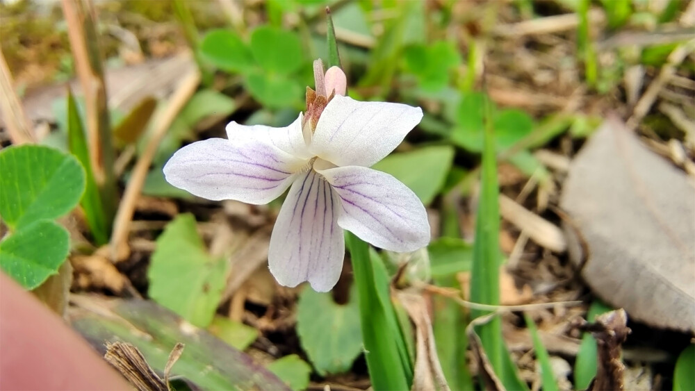 小花也可爱：“紫花地丁”欣赏