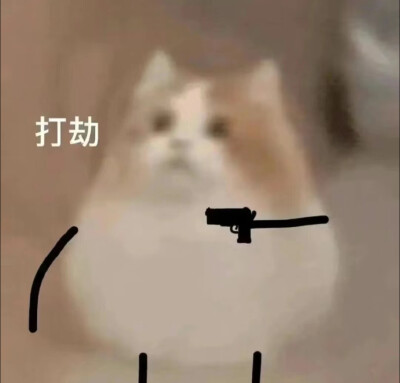 猫猫头像