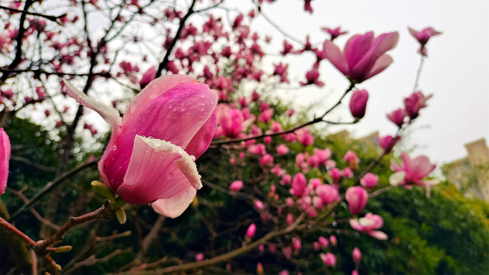 雨中赏花：玉兰花