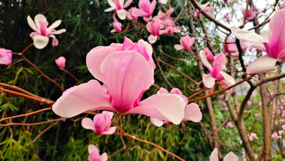 雨中赏花：玉兰花