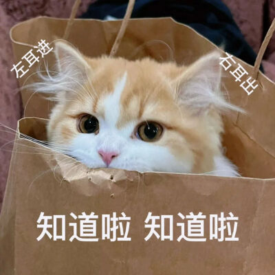 猫猫表情包