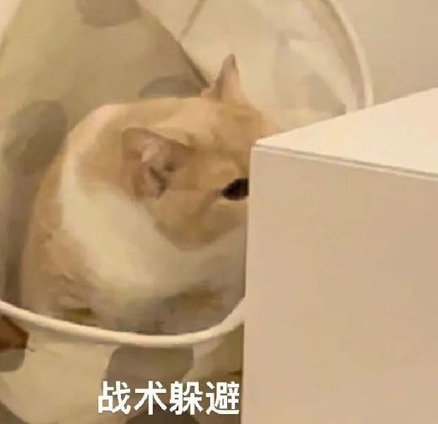 猫猫表情包