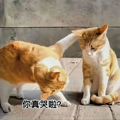 猫猫表情包