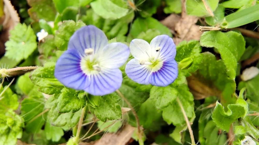 小花也可爱：“阿拉伯婆婆纳”欣赏