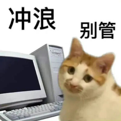 猫猫表情包