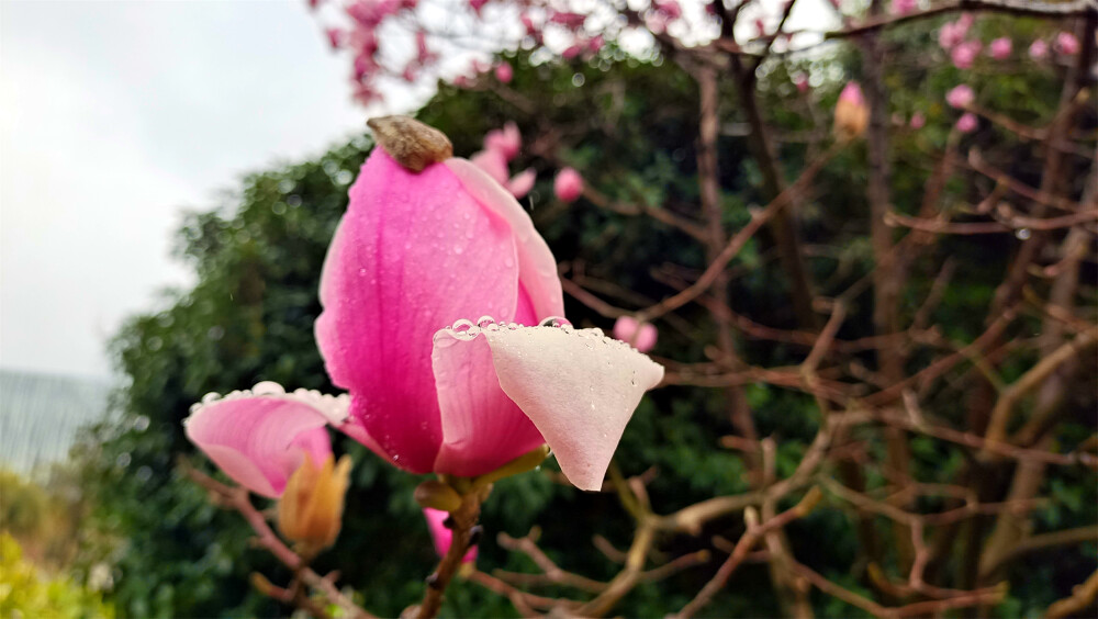 雨中赏花：玉兰花