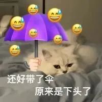 猫猫表情包