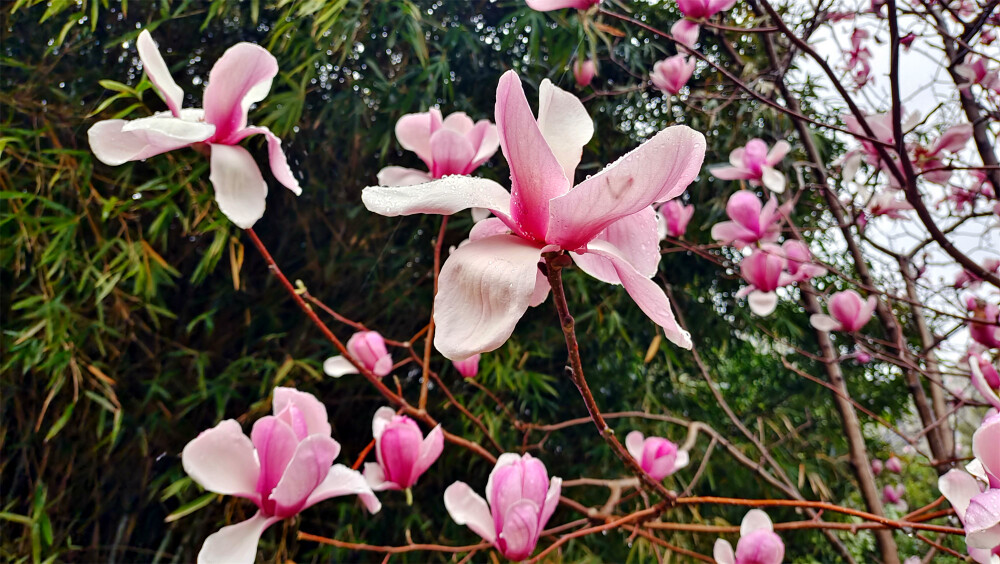 雨中赏花：玉兰花