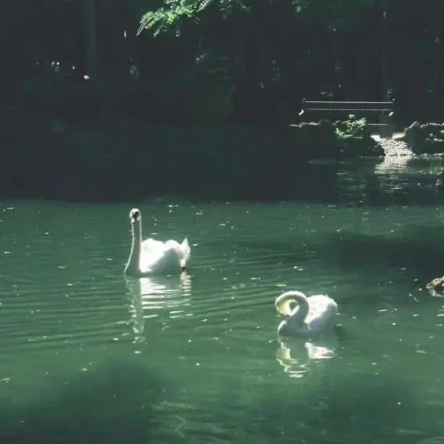 当爱凋零时（시들어 사랑하다 TWINTWEET