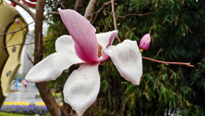 雨中赏花：玉兰花