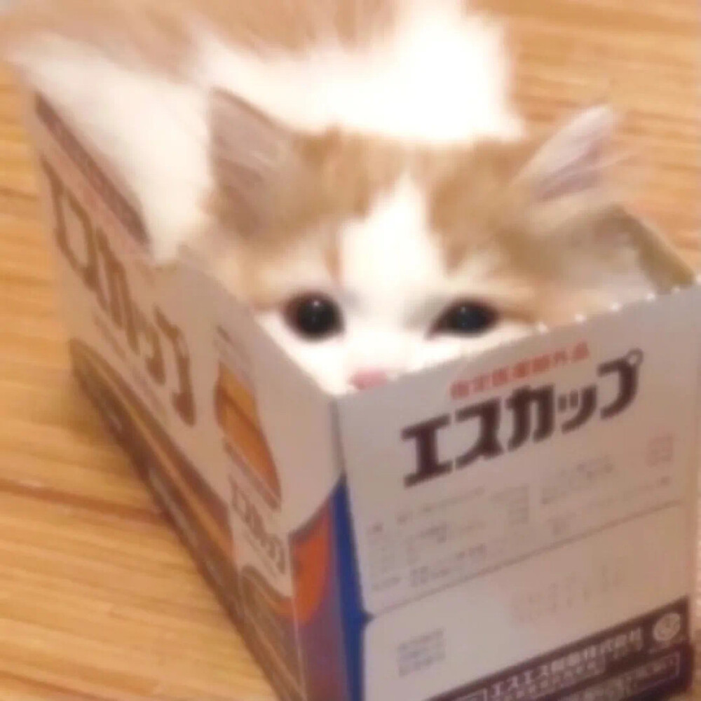 猫咪头像