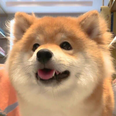小狗头像